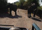 Elephants in the way as we drive around Chobe park